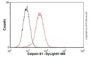 Flow Cytometry (Intracellular) - Anti-Calpain small subunit 1 antibody [EPR3324] - BSA and Azide free (AB247545)