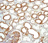 Immunohistochemistry (Formalin/PFA-fixed paraffin-embedded sections) - Anti-Calpain small subunit 1 antibody [EPR3324] - BSA and Azide free (AB247545)