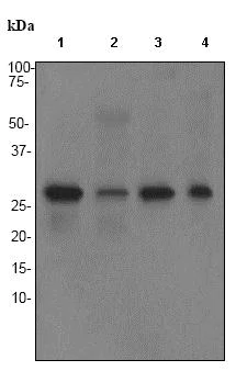 Western blot - Anti-Calpain small subunit 1 antibody [EPR3324] - BSA and Azide free (AB247545)