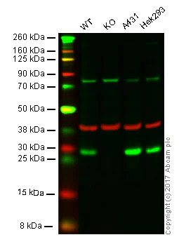 Western blot - Anti-Calpain small subunit 1 antibody [EPR3324] - BSA and Azide free (AB247545)