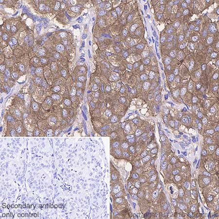 Immunohistochemistry (Formalin/PFA-fixed paraffin-embedded sections) - Anti-Calpain small subunit 1 antibody [SP81] - BSA and Azide free (AB238801)