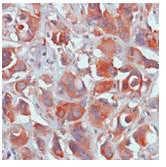 Immunohistochemistry (Formalin/PFA-fixed paraffin-embedded sections) - Anti-Calpain small subunit 1 antibody [SP81] - BSA and Azide free (AB238801)