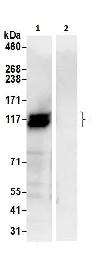 Immunoprecipitation - Anti-Calpastatin antibody (AB226249)