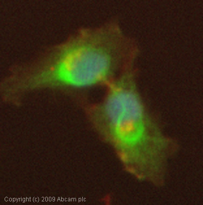Immunocytochemistry/ Immunofluorescence - Anti-Calpastatin antibody (AB28252)