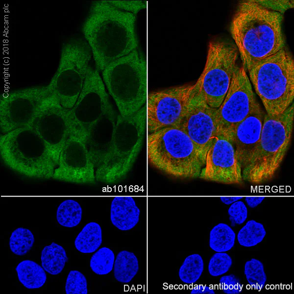 Immunocytochemistry/ Immunofluorescence - Anti-Calpastatin antibody [SP82] - BSA and Azide free (AB240938)