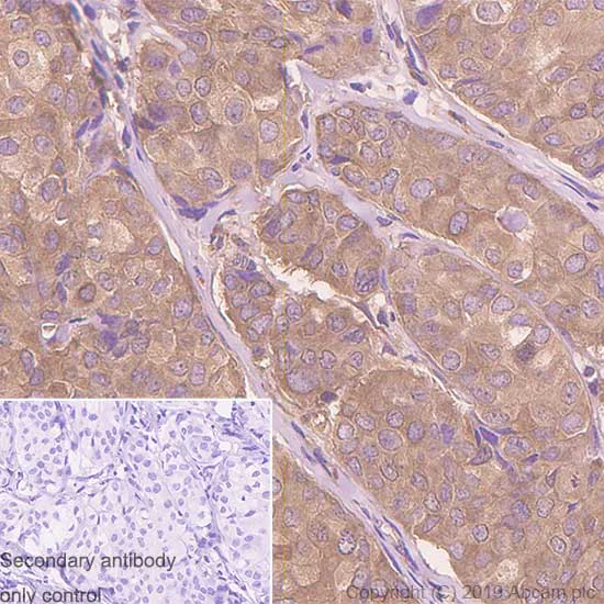 Immunohistochemistry (Formalin/PFA-fixed paraffin-embedded sections) - Anti-Calpastatin antibody [SP82] - BSA and Azide free (AB240938)