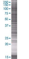 SDS-PAGE - Calpastatin overexpression 293T lysate (whole cell) (AB94278), expandable thumbnail