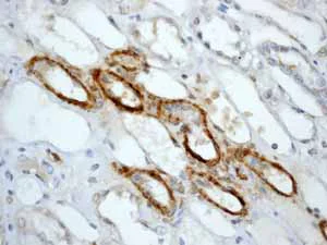 Immunohistochemistry (Formalin/PFA-fixed paraffin-embedded sections) - Anti-Calponin 1 antibody [EP798Y] (AB46794)