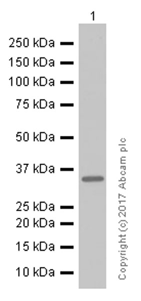 Western blot - Anti-Calponin 1 antibody [EP798Y] (ab46794), expandable thumbnail