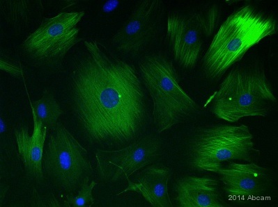 Immunocytochemistry/ Immunofluorescence - Anti-Calponin 1 antibody [EP798Y] - BSA and Azide free (AB216651), expandable thumbnail
