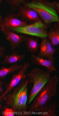 Immunocytochemistry/ Immunofluorescence - Anti-Calponin 1 antibody [EP798Y] - BSA and Azide free (ab216651), expandable thumbnail