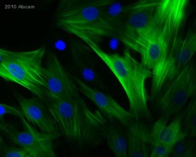 Immunocytochemistry/ Immunofluorescence - Anti-Calponin 1 antibody [EP798Y] - BSA and Azide free (ab216651), expandable thumbnail