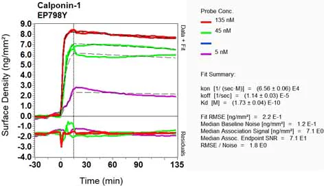 OI-RD Scanning - Anti-Calponin 1 antibody [EP798Y] - BSA and Azide free (AB216651)