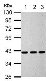 Western blot - Anti-Calponin 3 antibody (AB151427), expandable thumbnail