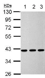Western blot - Anti-Calponin 3 antibody (AB151427)