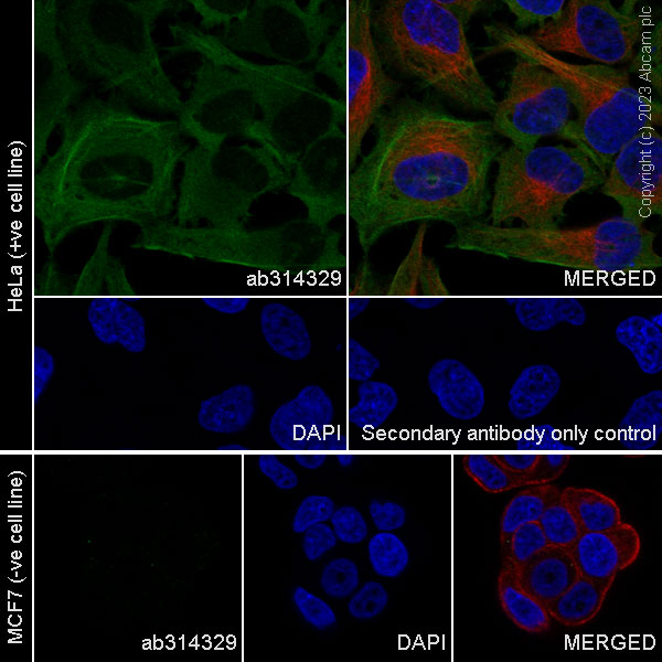 Immunocytochemistry/ Immunofluorescence - Anti-Calponin 3 antibody [EPR28430-76] (AB314329), expandable thumbnail