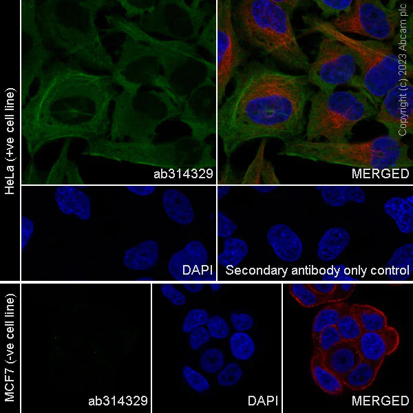 Immunocytochemistry/ Immunofluorescence - Anti-Calponin 3 antibody [EPR28430-76] - BSA and Azide free (AB314330)