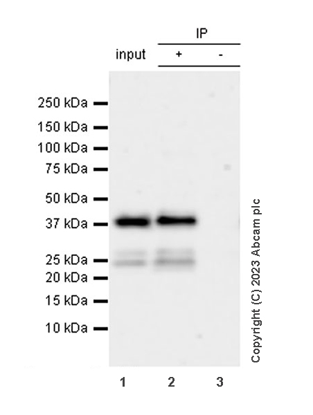 Immunoprecipitation - Anti-Calponin 3 antibody [EPR28430-76] - BSA and Azide free (ab314330), expandable thumbnail