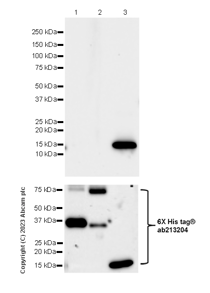 Western blot - Anti-Calponin 3 antibody [EPR28430-76] - BSA and Azide free (ab314330), expandable thumbnail