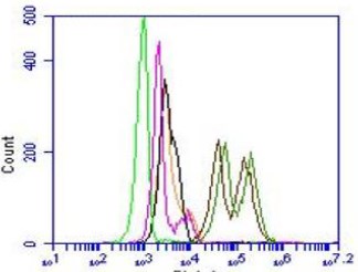 Flow Cytometry - Anti-Calprotectin (S100A8 + S100A9) antibody [27E10] (AB17050)