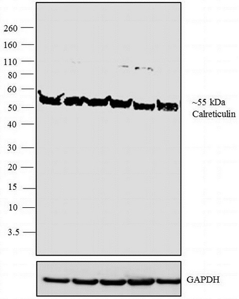 Western blot - Anti-Calreticulin antibody (AB2908)