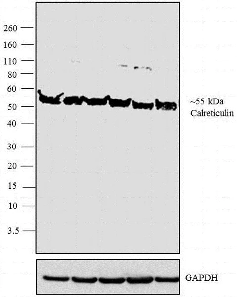 Western blot - Anti-Calreticulin antibody (AB2908)