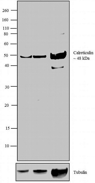 Western blot - Anti-Calreticulin antibody (AB94935)