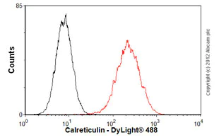 Flow Cytometry (Intracellular) - Anti-Calreticulin antibody [EPR3924] - BSA and Azide free (AB271865)