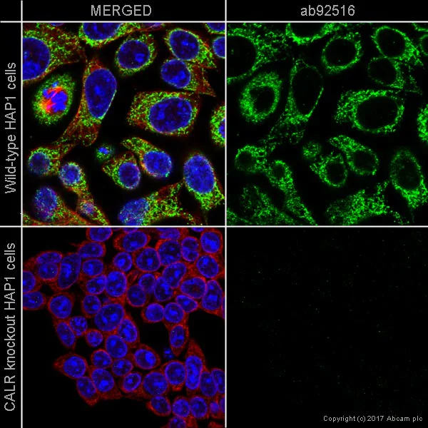 Immunocytochemistry/ Immunofluorescence - Anti-Calreticulin antibody [EPR3924] - BSA and Azide free (AB271865)