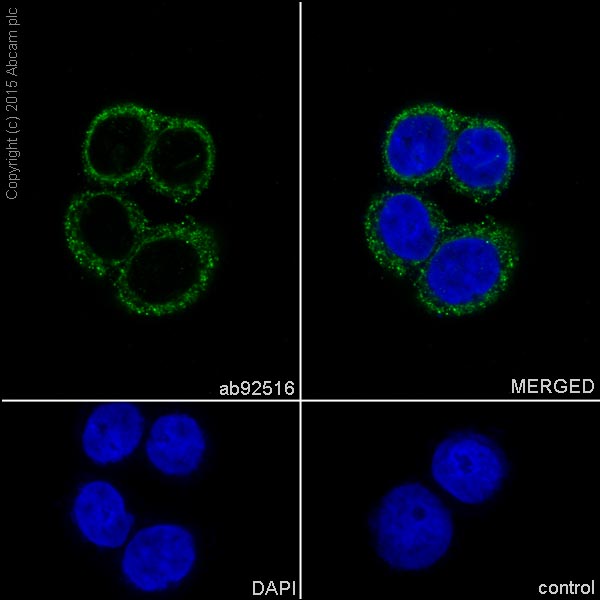 Immunocytochemistry/ Immunofluorescence - Anti-Calreticulin antibody [EPR3924] - BSA and Azide free (AB271865), expandable thumbnail