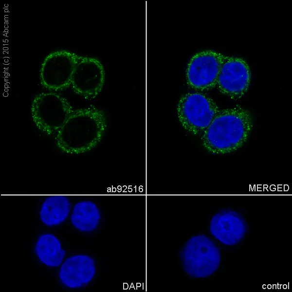 Immunocytochemistry/ Immunofluorescence - Anti-Calreticulin antibody [EPR3924] - BSA and Azide free (AB271865)