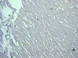 Immunohistochemistry (Formalin/PFA-fixed paraffin-embedded sections) - Anti-Calreticulin antibody [EPR3924] - BSA and Azide free (ab271865), expandable thumbnail