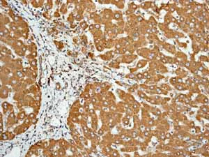 Immunohistochemistry (Formalin/PFA-fixed paraffin-embedded sections) - Anti-Calreticulin antibody [EPR3924] - BSA and Azide free (AB271865)