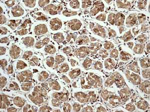 Immunohistochemistry (Formalin/PFA-fixed paraffin-embedded sections) - Anti-Calreticulin antibody [EPR3924] - BSA and Azide free (ab271865), expandable thumbnail