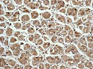 Immunohistochemistry (Formalin/PFA-fixed paraffin-embedded sections) - Anti-Calreticulin antibody [EPR3924] - BSA and Azide free (AB271865)