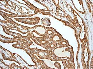 Immunohistochemistry (Formalin/PFA-fixed paraffin-embedded sections) - Anti-Calreticulin antibody [EPR3924] - BSA and Azide free (ab271865), expandable thumbnail