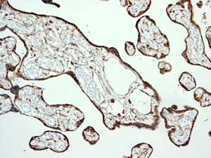 Immunohistochemistry (Formalin/PFA-fixed paraffin-embedded sections) - Anti-Calreticulin antibody [EPR3924] - BSA and Azide free (ab271865), expandable thumbnail