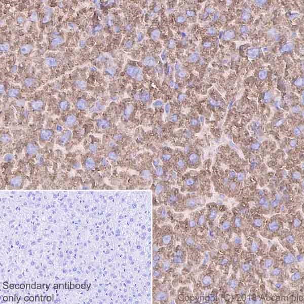 Immunohistochemistry (Formalin/PFA-fixed paraffin-embedded sections) - Anti-Calreticulin antibody [EPR3924] - BSA and Azide free (AB271865), expandable thumbnail
