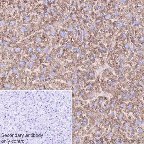 Immunohistochemistry (Formalin/PFA-fixed paraffin-embedded sections) - Anti-Calreticulin antibody [EPR3924] - ER Marker (AB92516)