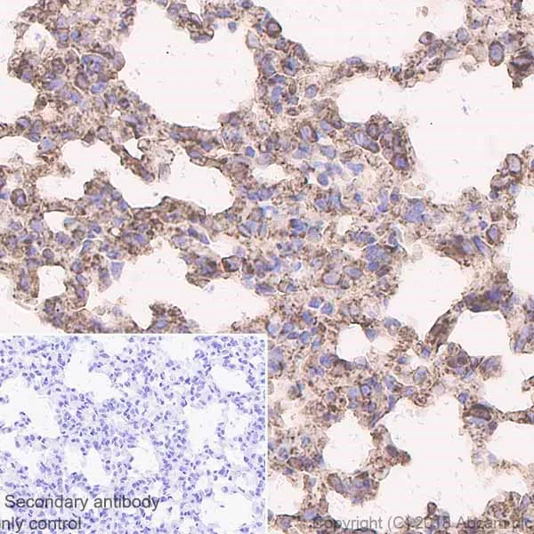Immunohistochemistry (Formalin/PFA-fixed paraffin-embedded sections) - Anti-Calreticulin antibody [EPR3924] - ER Marker (AB92516)