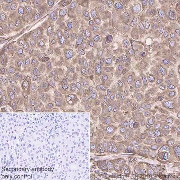 Immunohistochemistry (Formalin/PFA-fixed paraffin-embedded sections) - Anti-Calreticulin antibody [EPR3924] - ER Marker (AB92516)