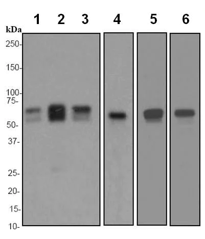 Western blot - Anti-Calreticulin antibody [EPR3924] - ER Marker (AB92516)