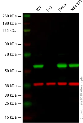 Western blot - Anti-Calreticulin antibody [EPR3924] - ER Marker (AB92516)