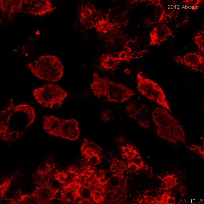 Immunocytochemistry/ Immunofluorescence - Anti-Calreticulin antibody - ER Marker (ab2907), expandable thumbnail