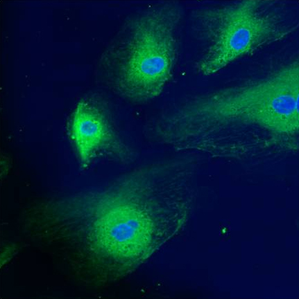 Immunocytochemistry/ Immunofluorescence - Anti-Calreticulin antibody - ER Marker (ab2907), expandable thumbnail