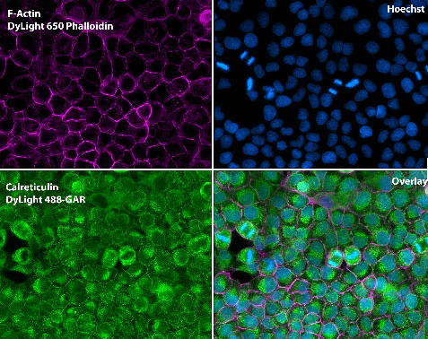 Immunocytochemistry/ Immunofluorescence - Anti-Calreticulin antibody - ER Marker (AB2907)