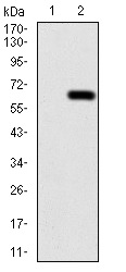 Western blot - Anti-Calretinin antibody [1F5H1] (AB204990), expandable thumbnail