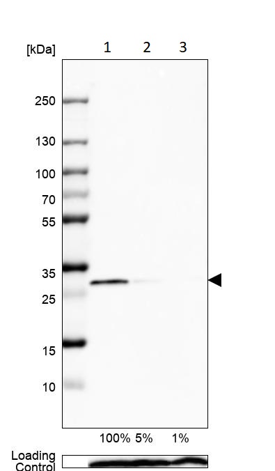 Western blot - Anti-Calretinin antibody (ab244299), expandable thumbnail