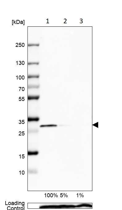 Western blot - Anti-Calretinin antibody (AB244299)