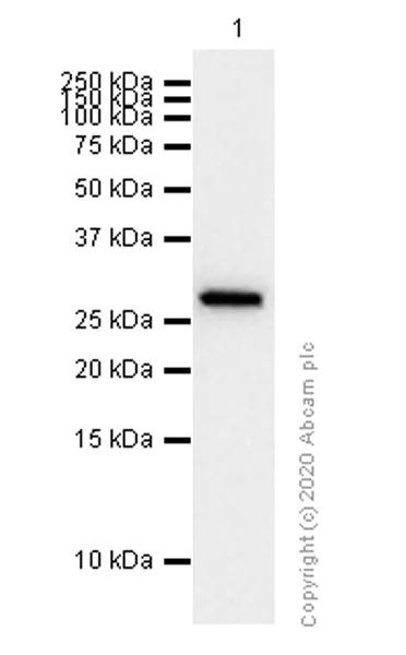 Western blot - Anti-Calretinin antibody [EP1798] (AB92341)